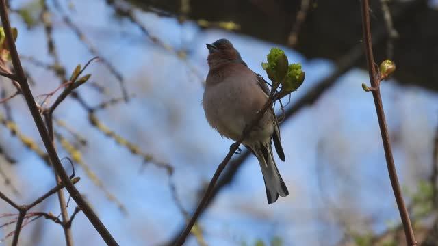 Птицы в Великом Новгороде, голоса птиц, Зяблик поёт, наблюдение птиц, 21 апреля 2026