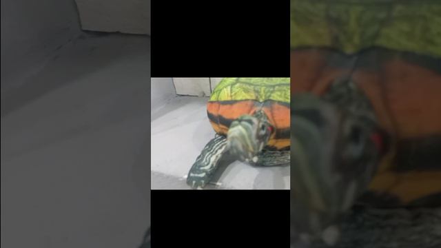 блопшоу 2 сезон 1серия уборка #блоптоп