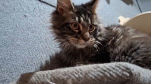 Графиня Бетти Кислер Кэт