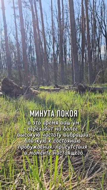 Минута тишина. Пение птиц в лесу