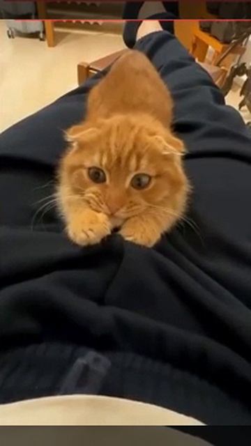 Допрос тигрёнка