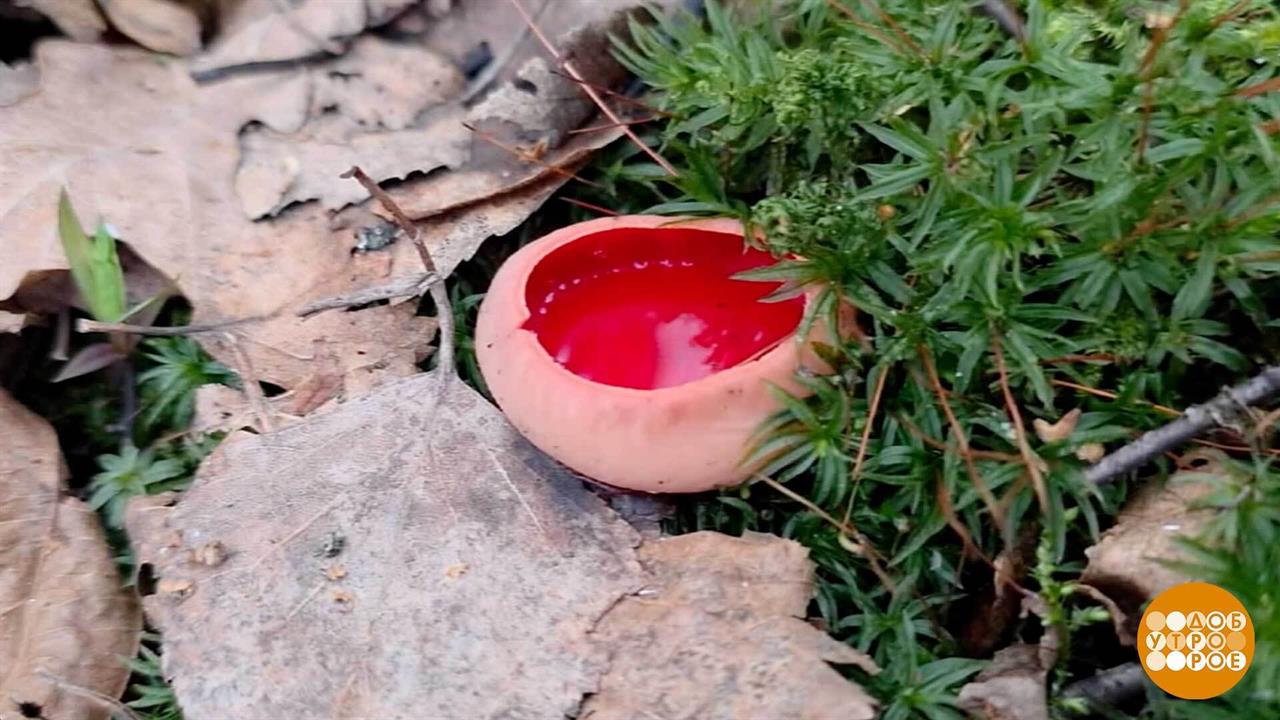 А у нас в лесу - грибы! Эльфийские... Доброе утро. Фрагмент выпуска от 21.04.2026