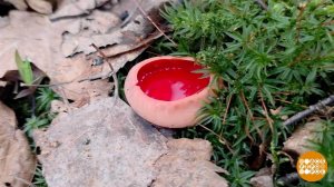 А у нас в лесу - грибы! Эльфийские... Доброе утро. Фрагмент выпуска от 21.04.2026