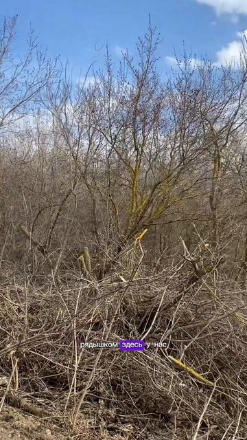 copy_66E0459B-D558-446F-9659-C1542A8CC8A9