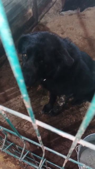 Уфа, Башкирия
Попали в отлов вот  такие собаки!😰Добрые и ласковые 
Пожалуйста, сделайте репост🙏