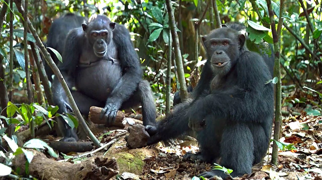 Ты НИКОГДА не поверишь, на что способен шимпанзе! 😱