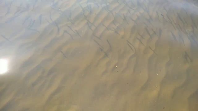 Лето 👙🌞🏊. Чистая Вода В ВОЛГЕ. ГОНЯЮСЬ ЗА РЫБКАМИ, ЧТОБЫ СНЯТЬ. И МНЕ ЭТО УДАЛОСЬ. СМОТРИТЕ.....