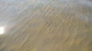 Лето 👙🌞🏊. Чистая Вода В ВОЛГЕ. ГОНЯЮСЬ ЗА РЫБКАМИ, ЧТОБЫ СНЯТЬ. И МНЕ ЭТО УДАЛОСЬ. СМОТРИТЕ.....