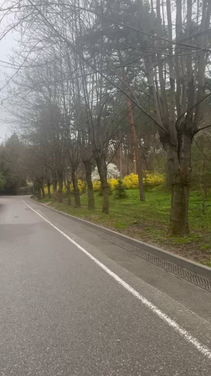 Острова цвета на тропе весны в Кисловодском парке