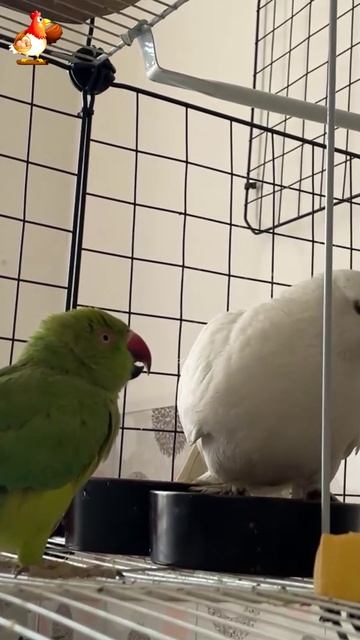 Зеленый попугай и белый голубь (12)