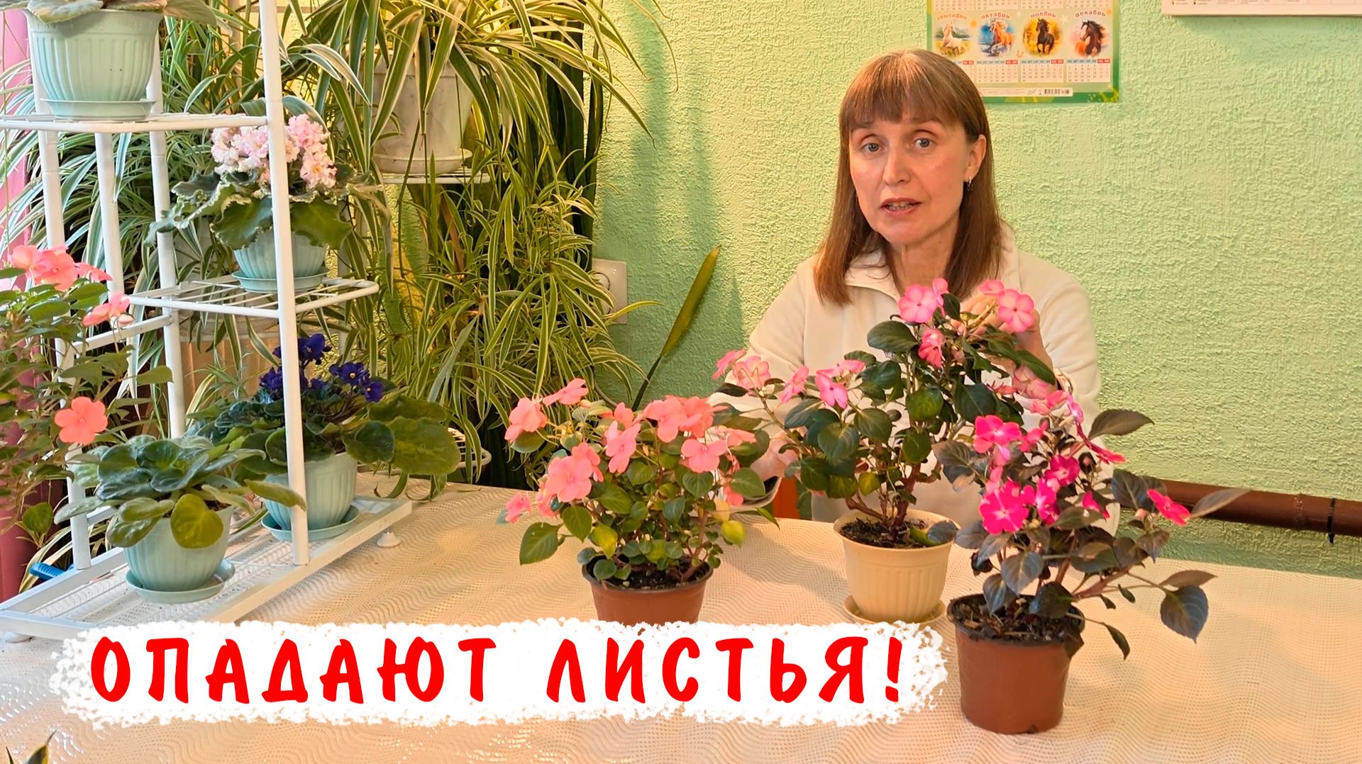 Почему опадают листья у бальзаминов Уоллера?