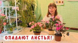 Почему опадают листья у бальзаминов Уоллера?