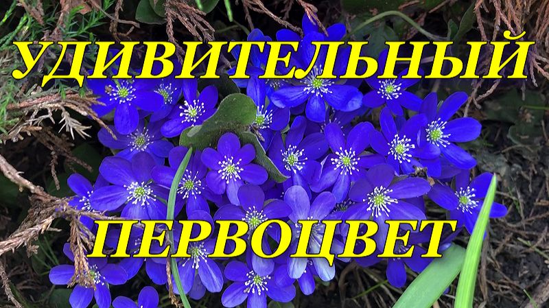 Весенний первоцвет в саду - ПЕЧЕНОЧНИЦА или ПЕРЕЛЕСКА