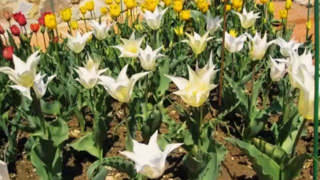 ПАРАД ТЮЛЬПАНОВ. КРАСИВЫЕ ФОТО.