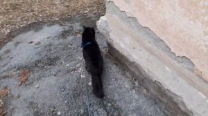 На обходе котик Мишка.