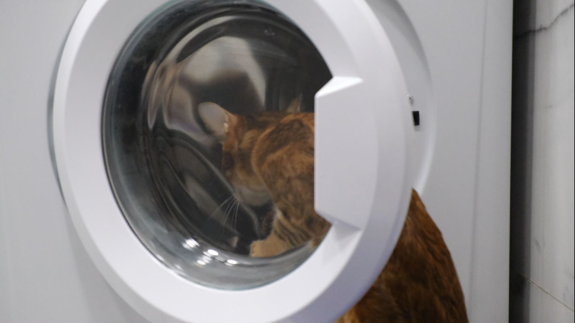 Кошкина школа: котята учатся у мамы умываться, играть и быть взрослыми 🐱📚