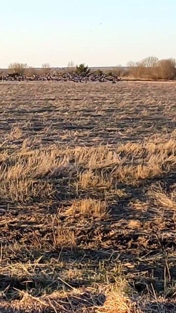 Готовност номер один, по гусю 2026