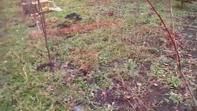 Что делать если так растёт алыча. #ВиталийОрех #Виталий7соток