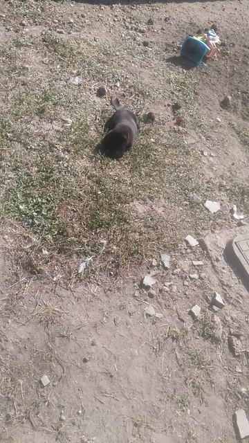 Щенок играет 2024.10.11