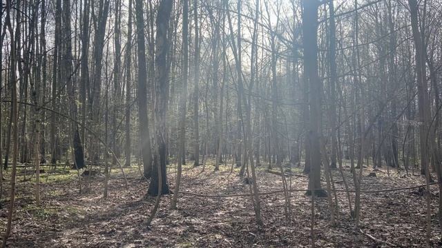 Бирюлевский дендропарк