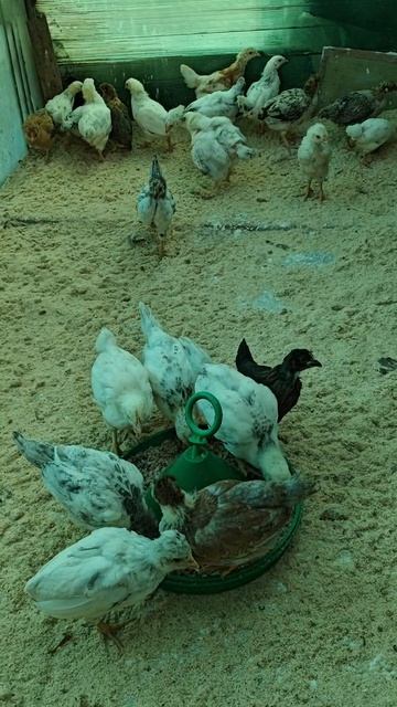 Перевела цыплят, гречка