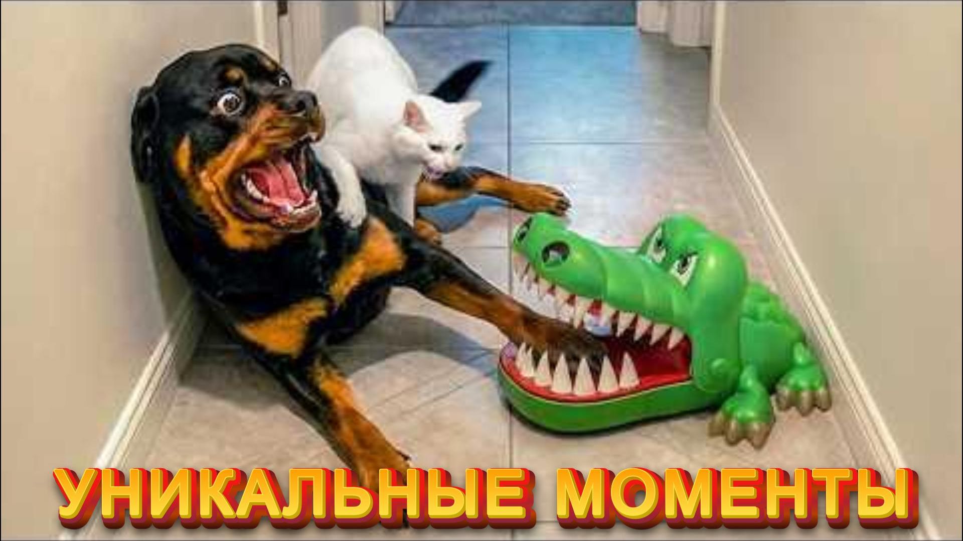 КОГДА КОШКИ И СОБАКИ ЗАЩИЩАЮТ ДРУГ ДРУГА! УНИКАЛЬНЫЕ МОМЕНТЫ!