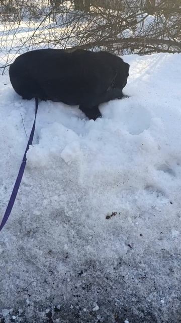 мышкование от Чары