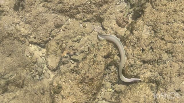 Подводный мир Красного моря