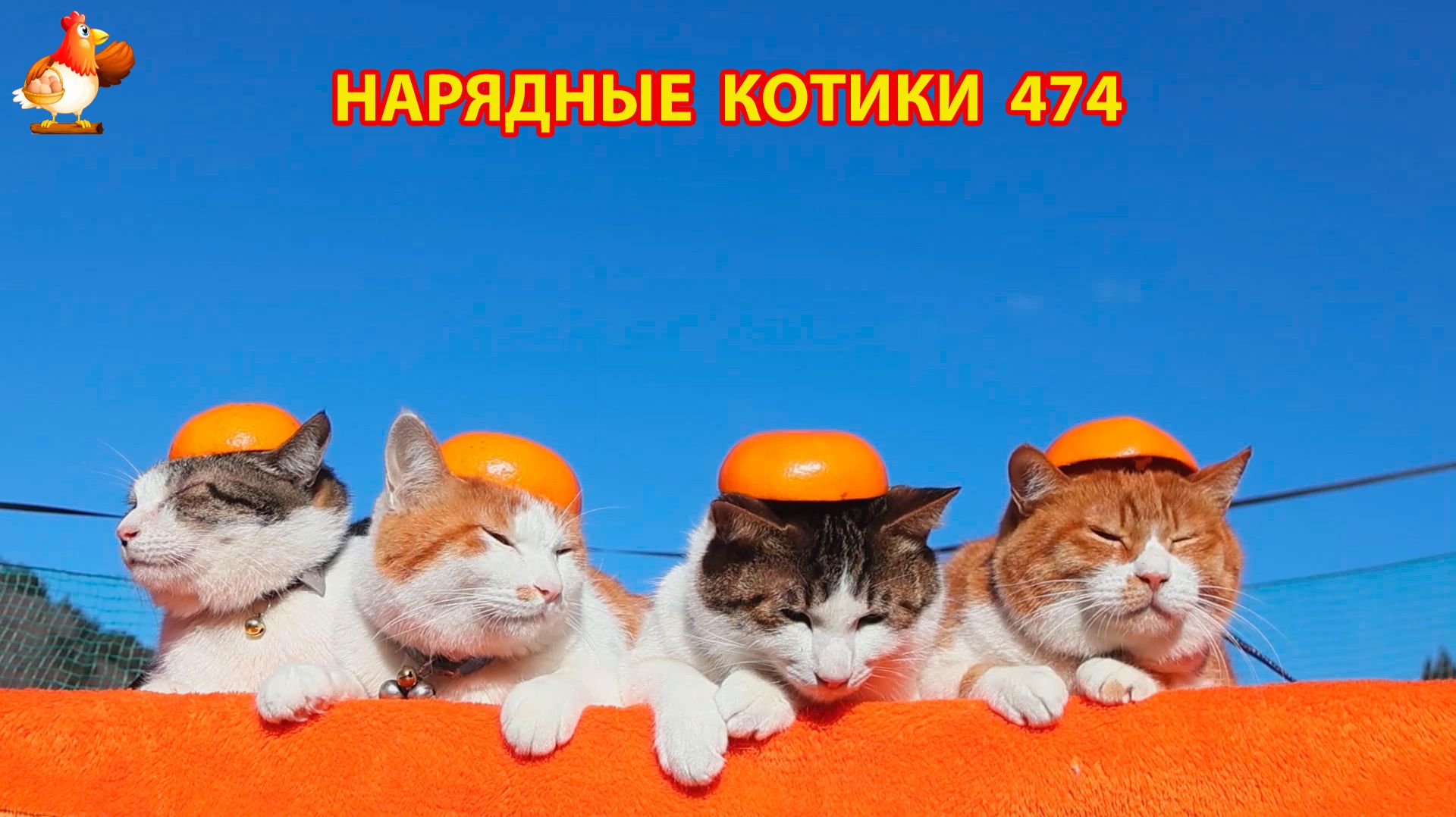 Нарядные Котики расслабляются на солнышке 🌞 🐈🐈🐈 (474)