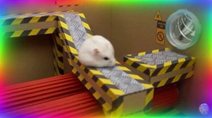 Экстремальный лабиринт для хомяков – только один путь ведет к свободе! часть 5