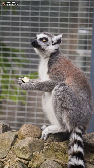 Лемур лакомится фруктами. Зоо Дзен, Токсово, Ленинградская область