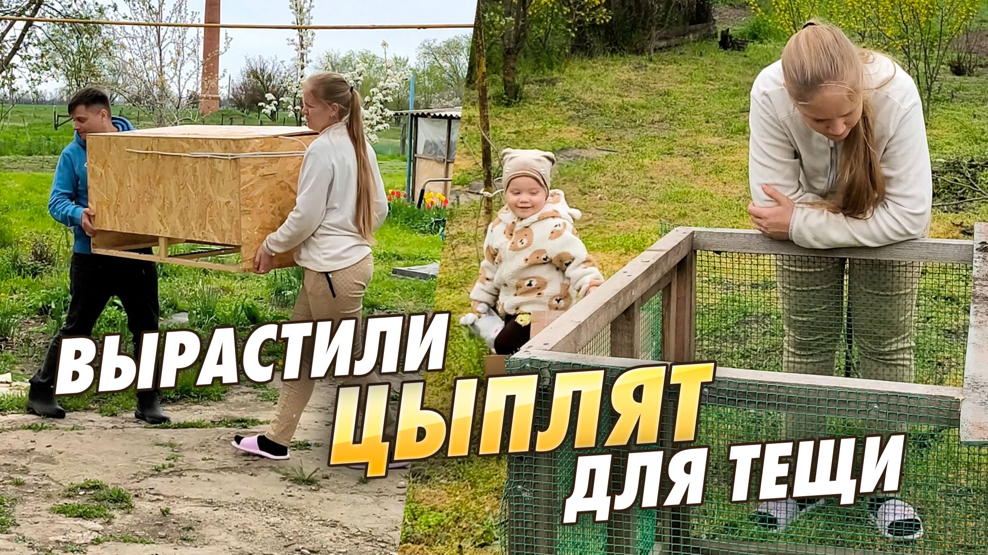 Мы вывели цыплят в инкубаторе и выкормили в брудере для жениной мамы . Теща довольна!