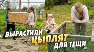 Мы вывели цыплят в инкубаторе и выкормили в брудере для жениной мамы . Теща довольна!