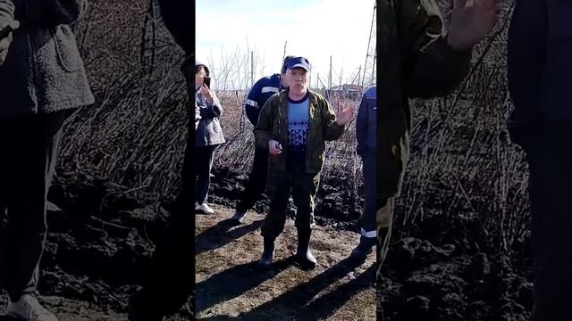 посадка саженца с открытой корневой системой