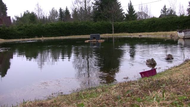 Утиные будни