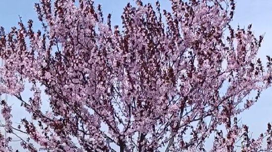 Цветущее дерево и ветер