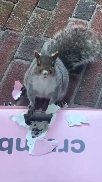 Каков шанс, что белка съест ваш заказ