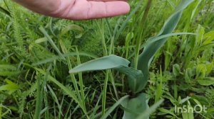 Чудо  у дороги🤷♀️😍