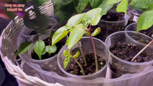 Зима вернулась к нам. Новости с подоконника 21.04.26г