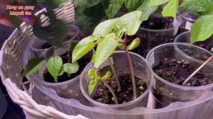 Зима вернулась к нам. Новости с подоконника 21.04.26г