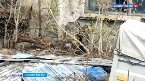 Лось проник на территорию одного из предприятий Уфы