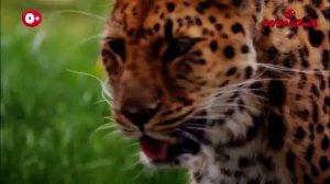 Мишка и мышка [get.gt]