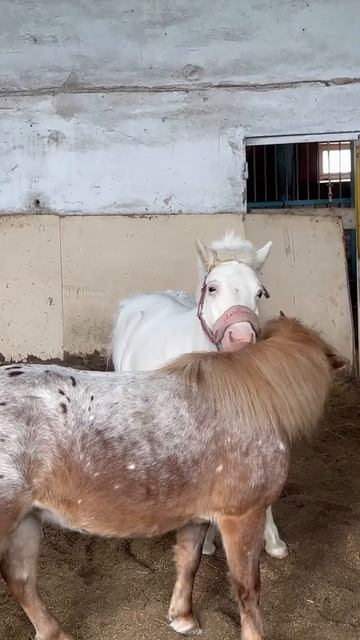 Милейшие! Подружки!