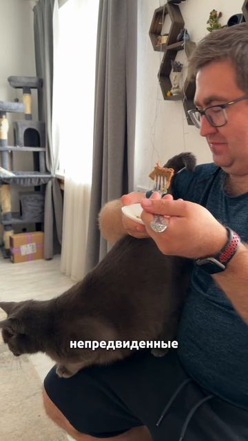 Хвост жуй! Обычный день в семье кошатников 🙈 #веселыекоты #красиваякошка #cat