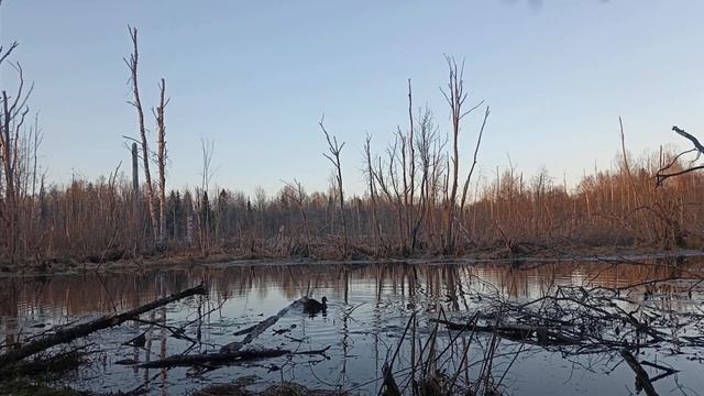 Долгожданное открытие весенней охоты на селезня с подсадной . сезон 2026 . день первый .