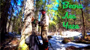 Апрельская чага. Прекрасный выезд в лес! Собирал, готовил обед, отдыхал!!!