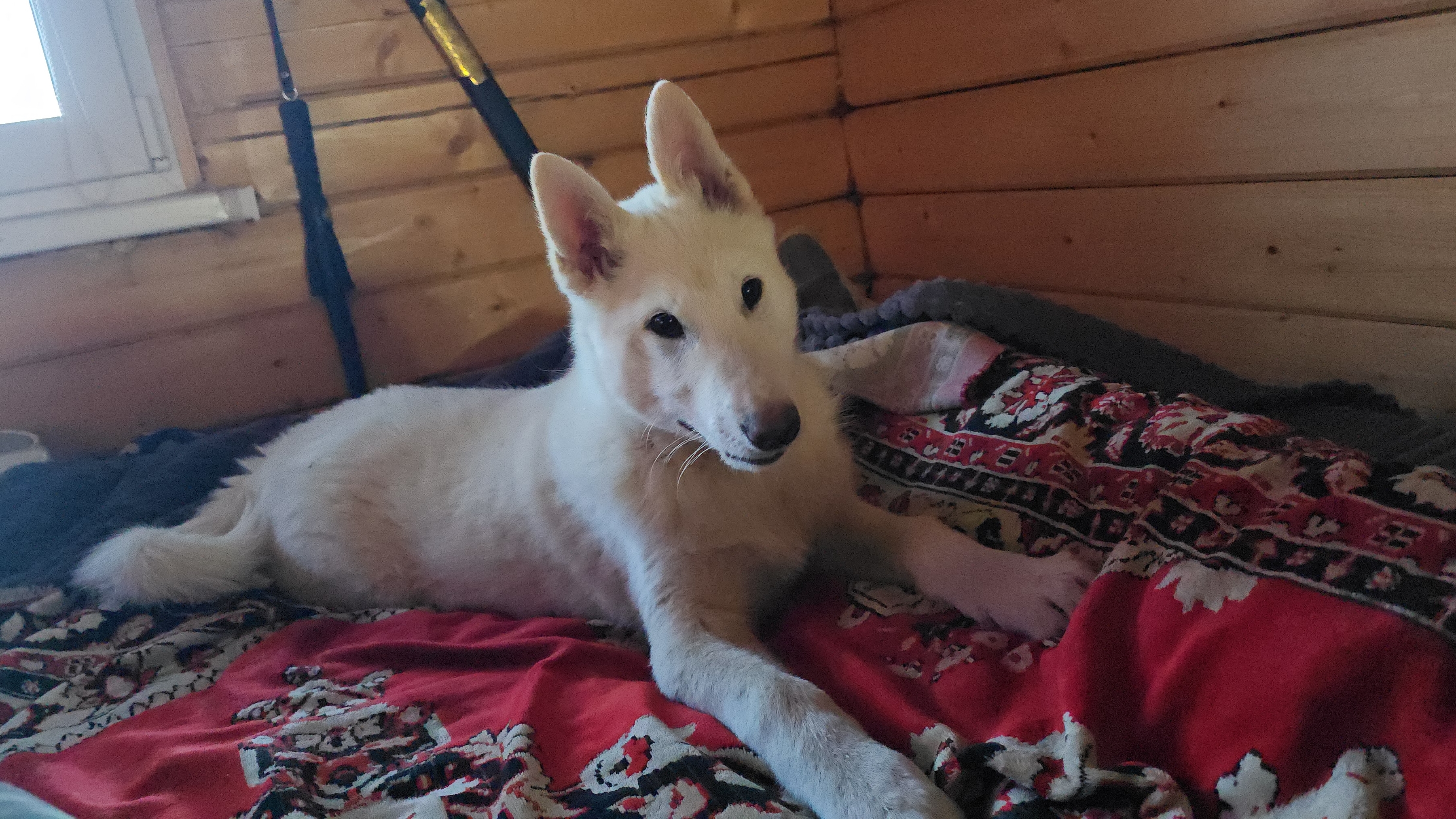 Кусает не как щенок