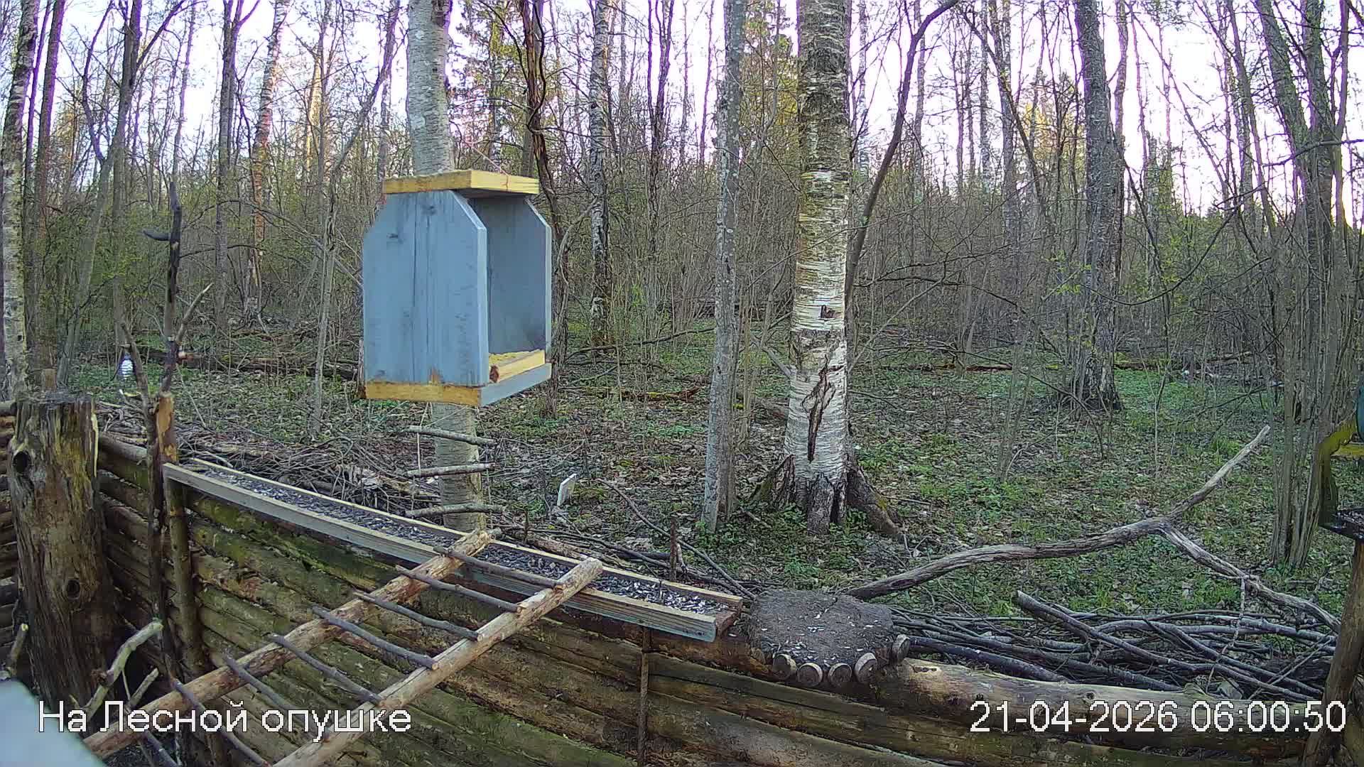 LIVE: На лесной опушке. Природа онлайн