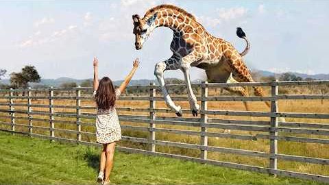 САМЫЕ ЭМОЦИОНАЛЬНЫЕ ВОССОЕДИНЕНИЯ ЖИВОТНЫХ С ХОЗЯЕВАМИ СПУСТЯ МНОГО ЛЕТ