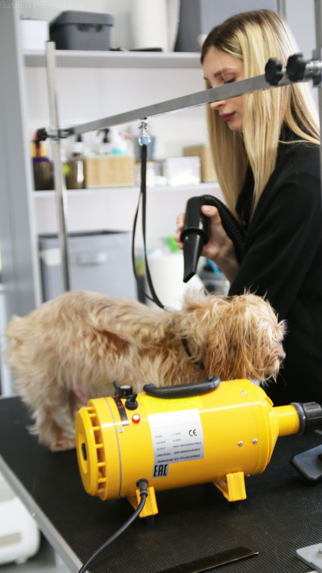 Работаем над видео о работе грумера.✂